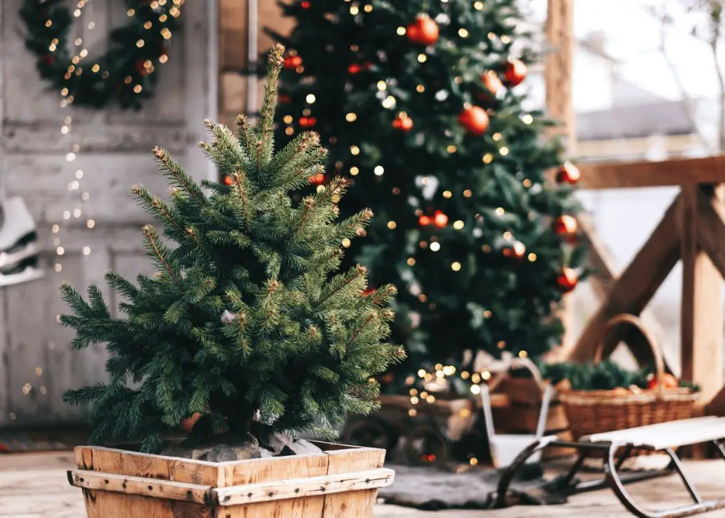 Outdoor Patio with Two Christmas Trees and String Lights Outdoor Patio with Two Christmas Trees and String Lights — Winter Wonderland Christmas Tree