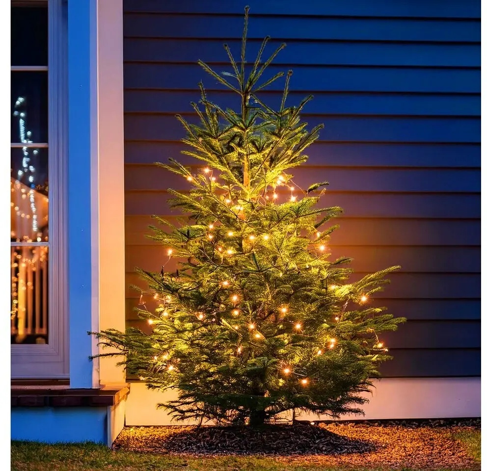 Dusk Scene with Lit Christmas Tree on Lawn Dusk Scene with Lit Christmas Tree on Lawn — Christmas Tree Lights