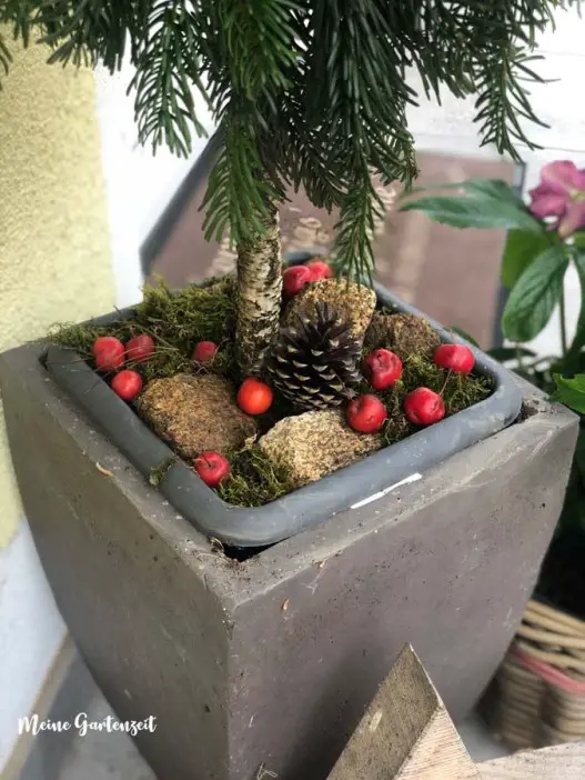 Style a Miniature Tree in a Concrete Planter with Fairy Lights Style a Miniature Tree in a Concrete Planter with Fairy Lights — Simple Christmas Outdoor Decor