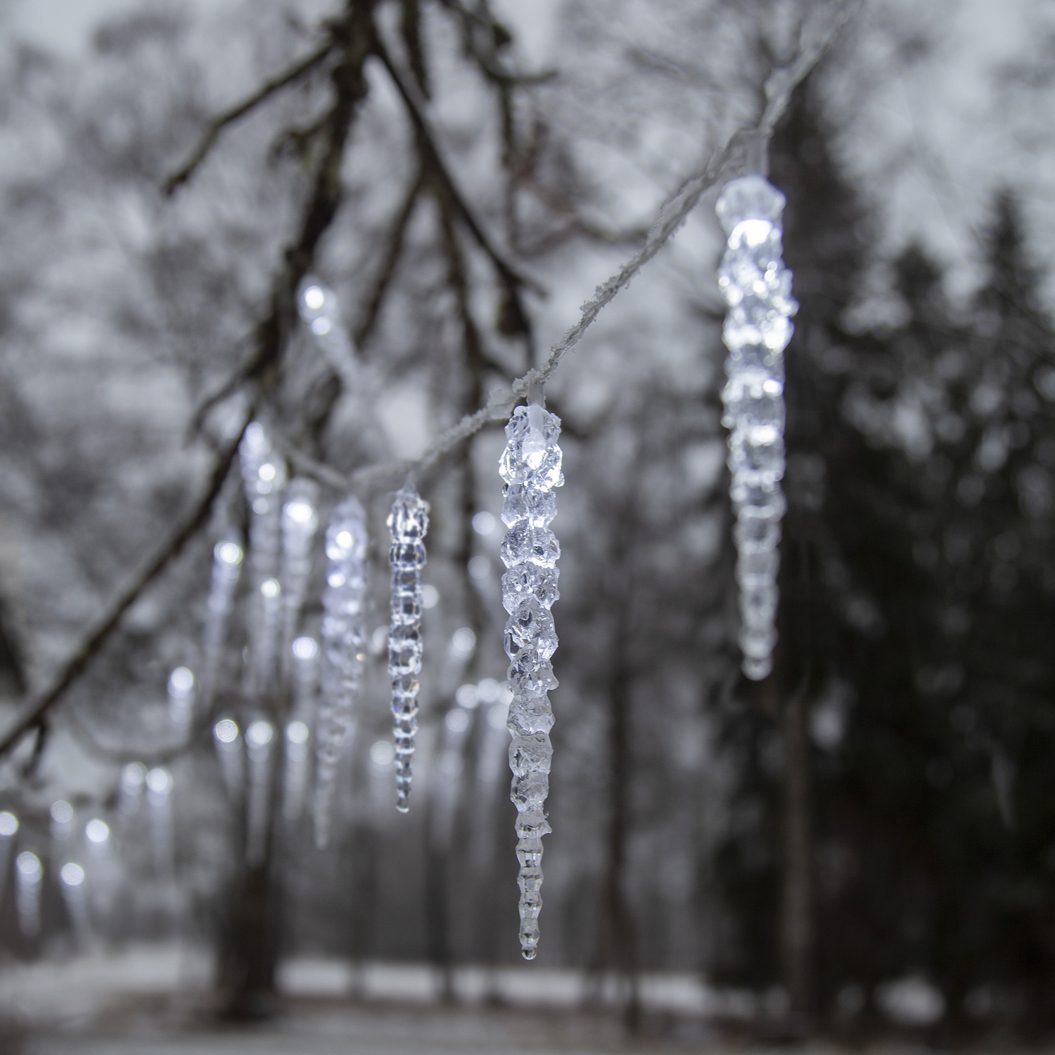 Delicate Icicle Light Detail on Bare Winter Branches Delicate Icicle Light Detail on Bare Winter Branches — Icicle Christmas Lights