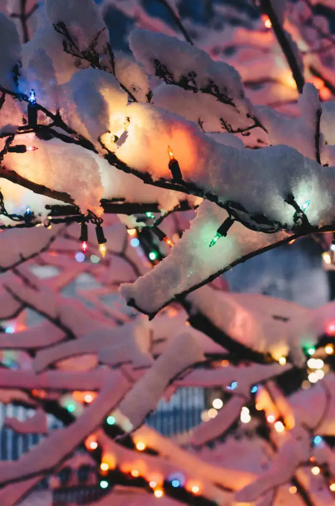 Magical Outdoor Display on Snow-Covered Branches with Lights Magical Outdoor Display on Snow-Covered Branches with Lights — Christmas Light Display Ideas