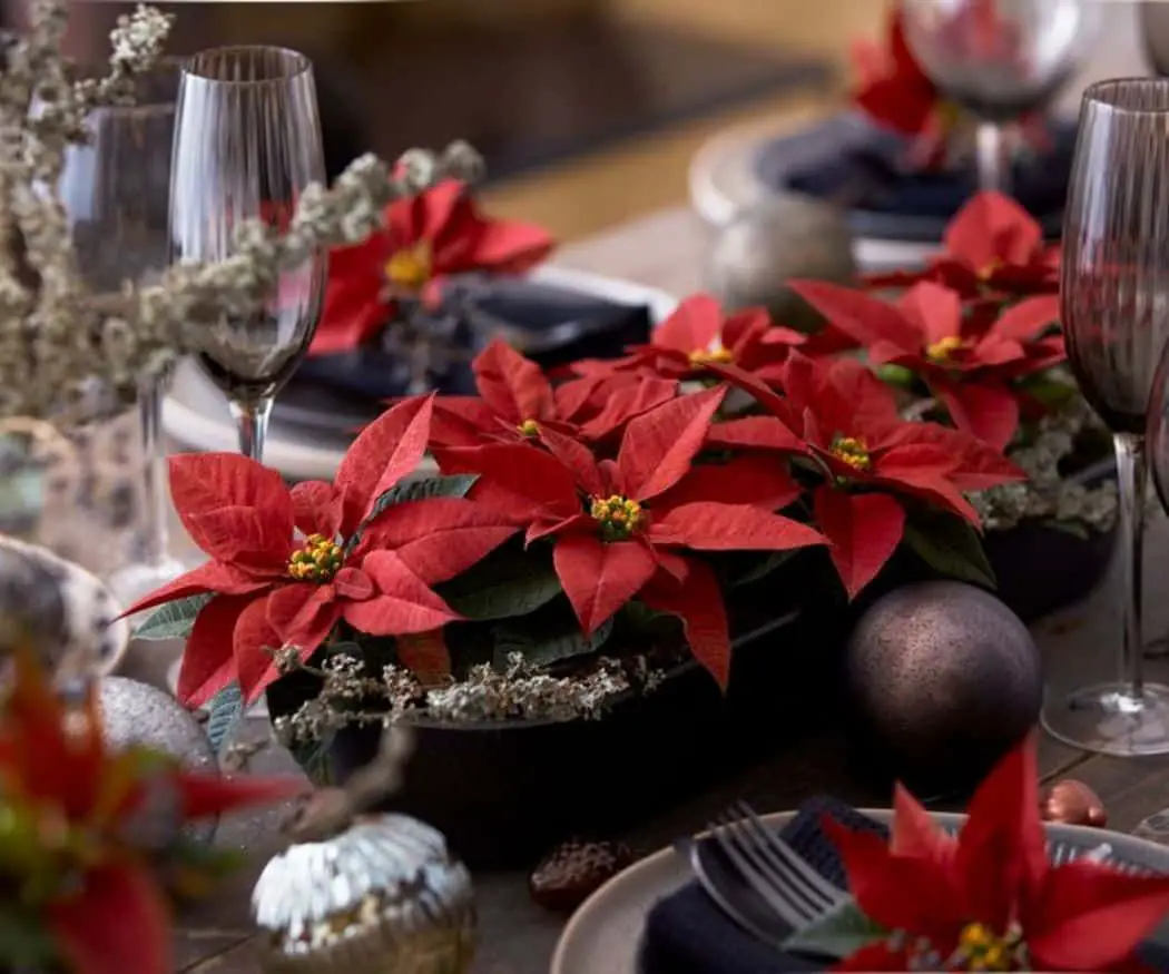 Traditional Christmas Setting with Red Poinsettias and Gold Accents — Christmas Table Setting