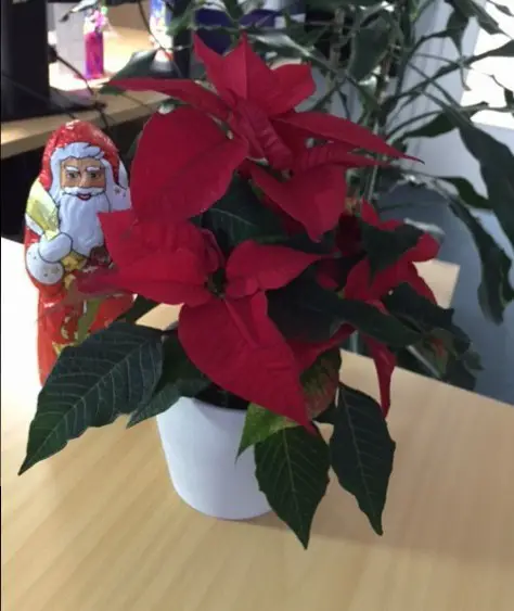 Poinsettia Plant and Santa Claus Figure for Festive Desk Decor Poinsettia Plant and Santa Claus Figure for Festive Desk Decor — Christmas Office Decor Ideas