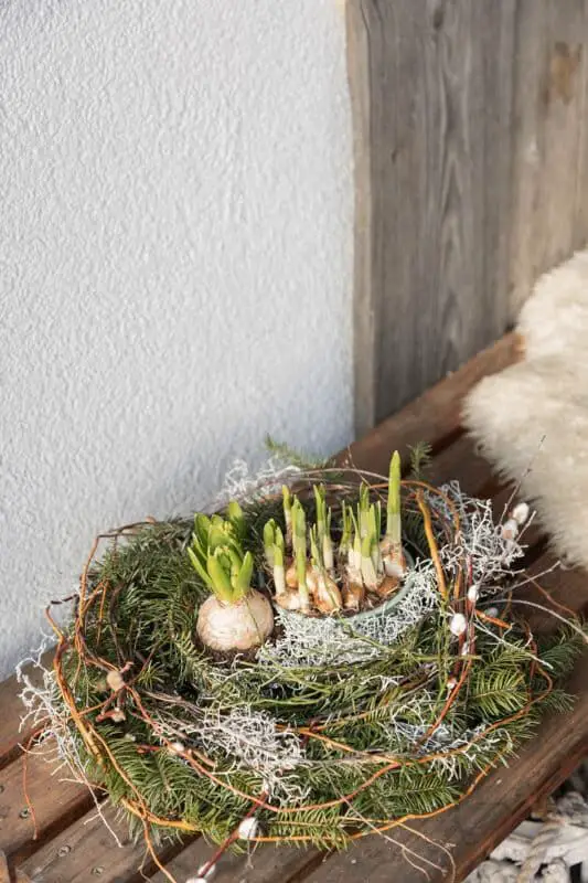 Incorporate Natural Wreaths with Emerging Bulbs Incorporate Natural Wreaths with Emerging Bulbs — Winter Home Decor
