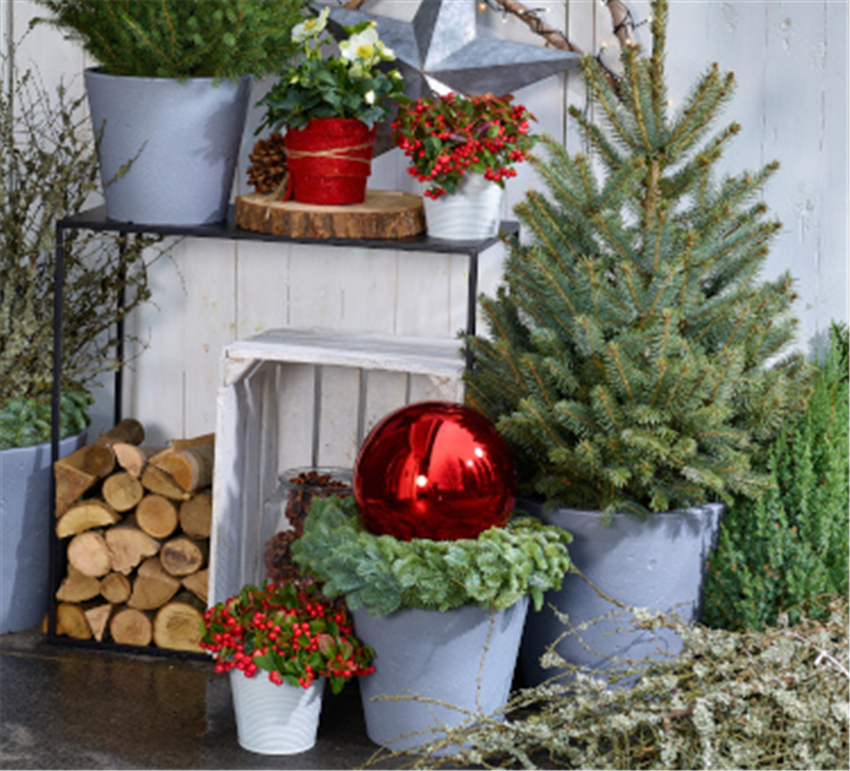 Seasonal Display with Potted Trees, Red Flowers, and Firewood — Winter Front Door Decor