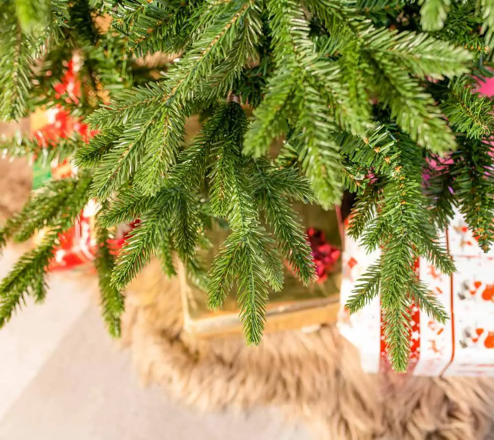 Green Pine Branches Above Red and White Patterned Gifts Green Pine Branches Above Red and White Patterned Gifts — Red and Green Christmas Tree