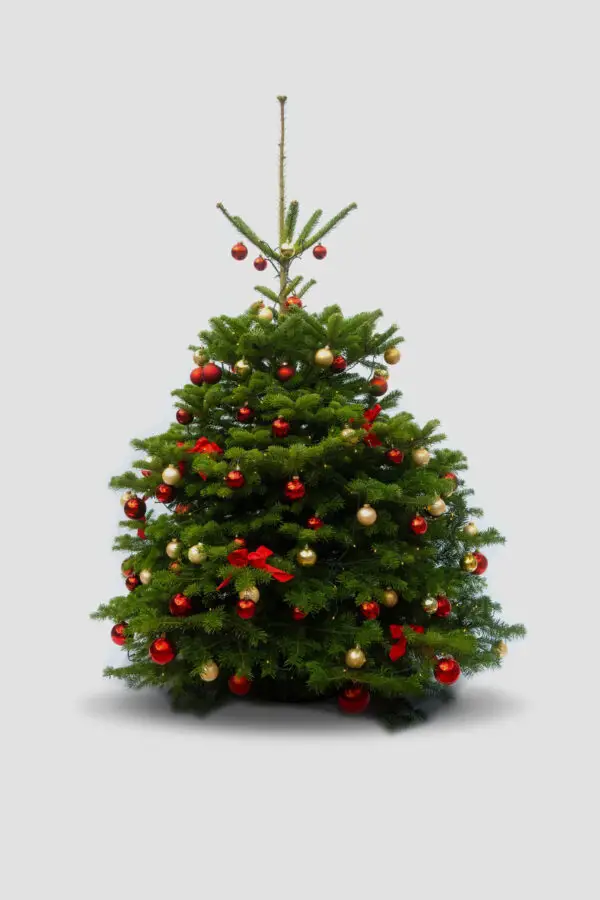 Fully Decorated Traditional Christmas Tree in a Room Fully Decorated Traditional Christmas Tree in a Room — Red and Gold Christmas Tree