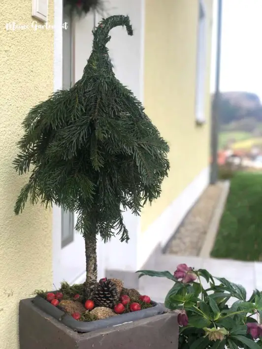 Display a Shaped Evergreen Topiary in a Planter Display a Shaped Evergreen Topiary in a Planter — Simple Christmas Outdoor Decor