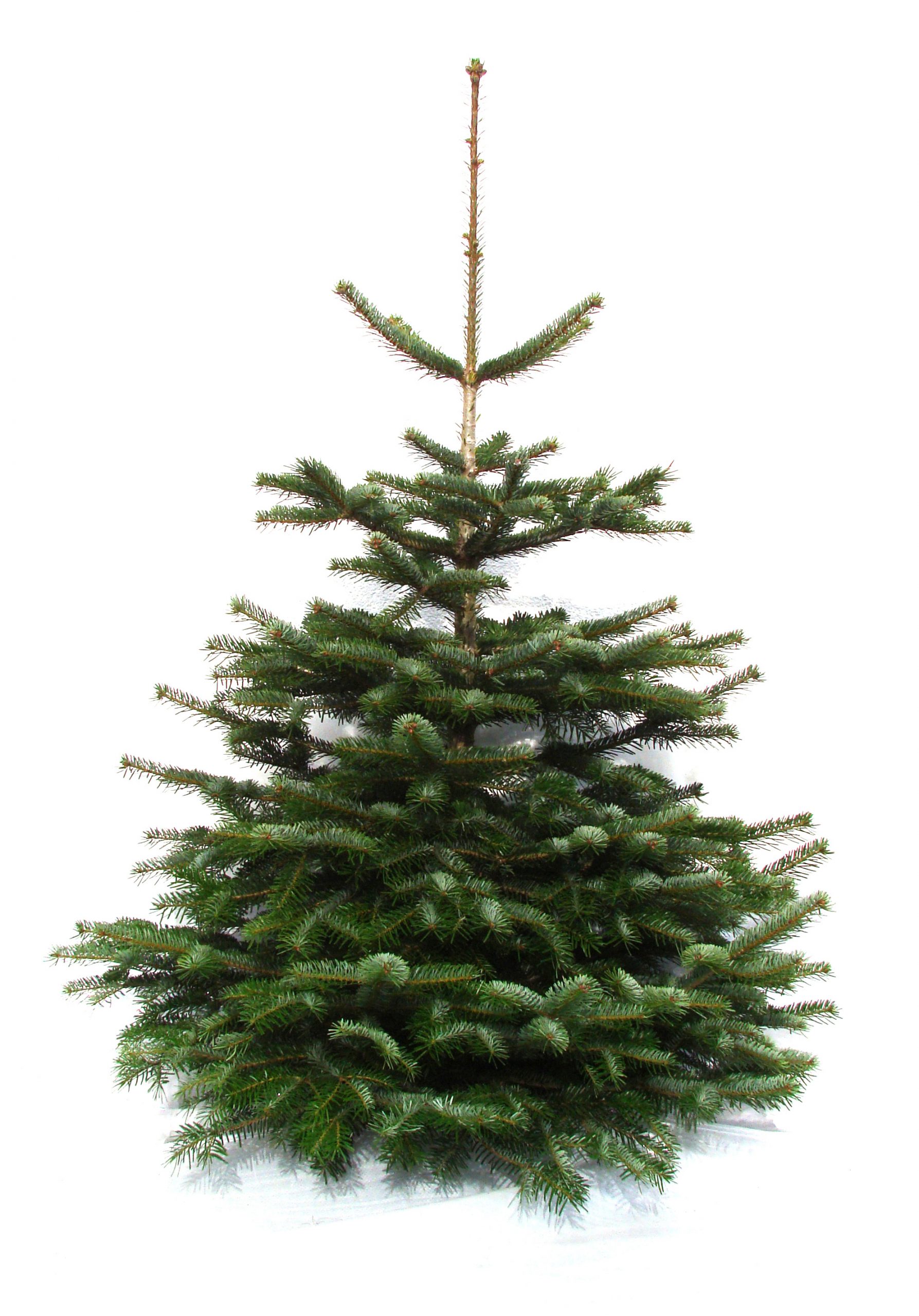 Full Nordmann Fir Christmas Tree, Ready for Decor — Neutral Christmas Tree